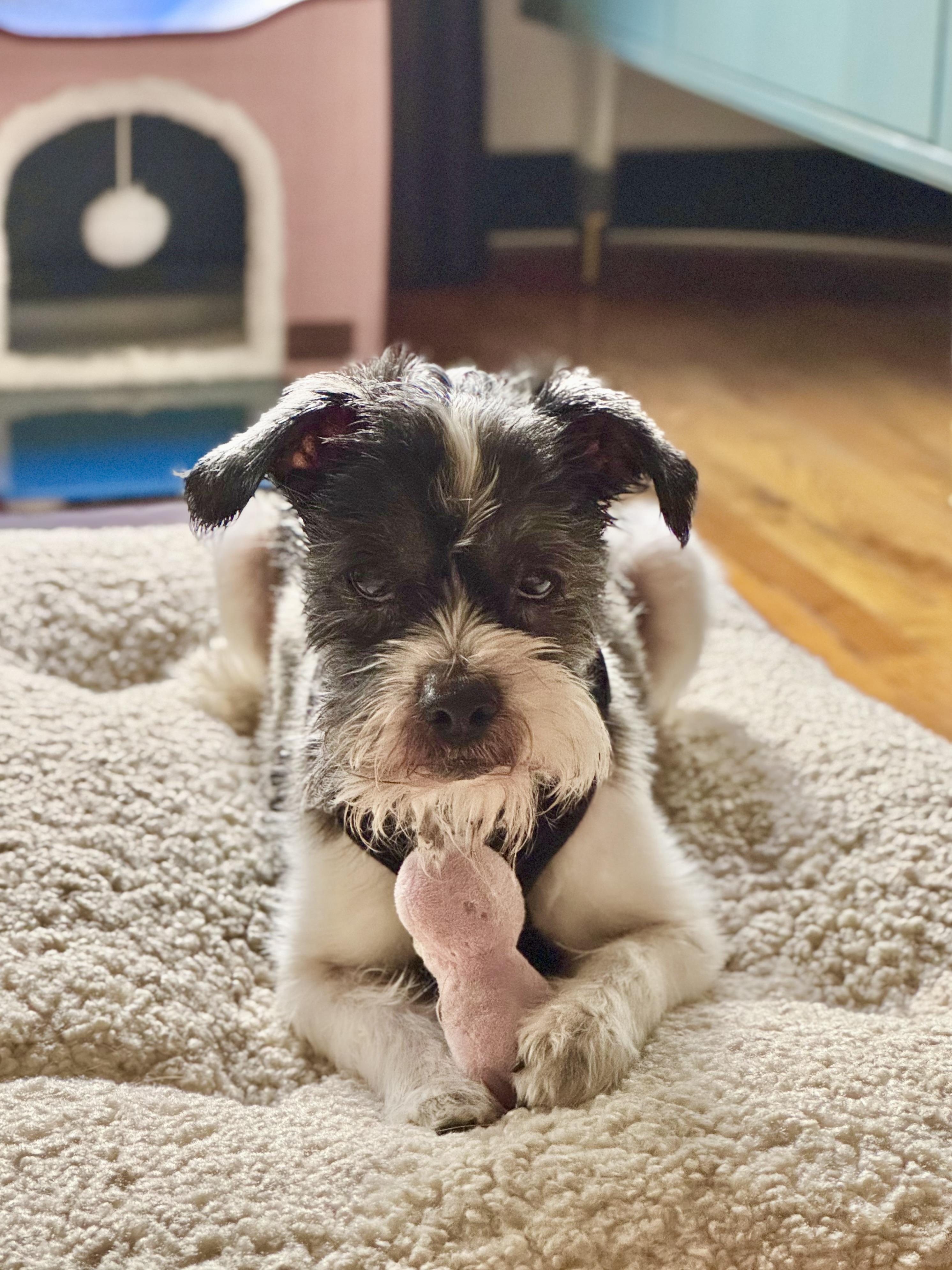 Enlarge Henry, a Adopted mixed breed in sherman oaks, CA image 6/6