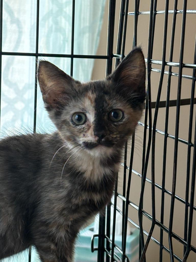 Mindy Chen, Adopted, Young Female Domestic Short Hair.