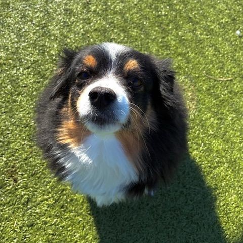 Enlarge Sydney, a Adoptable mixed breed in Terre Haute, IN image 3/3