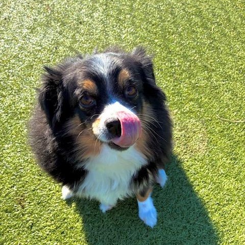 Enlarge Sydney, a Adoptable mixed breed in Terre Haute, IN image 2/3