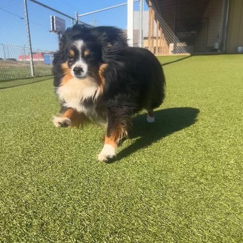 Sydney, Adoptable, Adult Female Australian Shepherd.