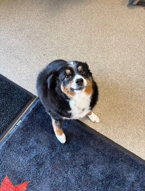 Enlarge Sydney, a Adoptable mixed breed in Terre Haute, IN image 1/1