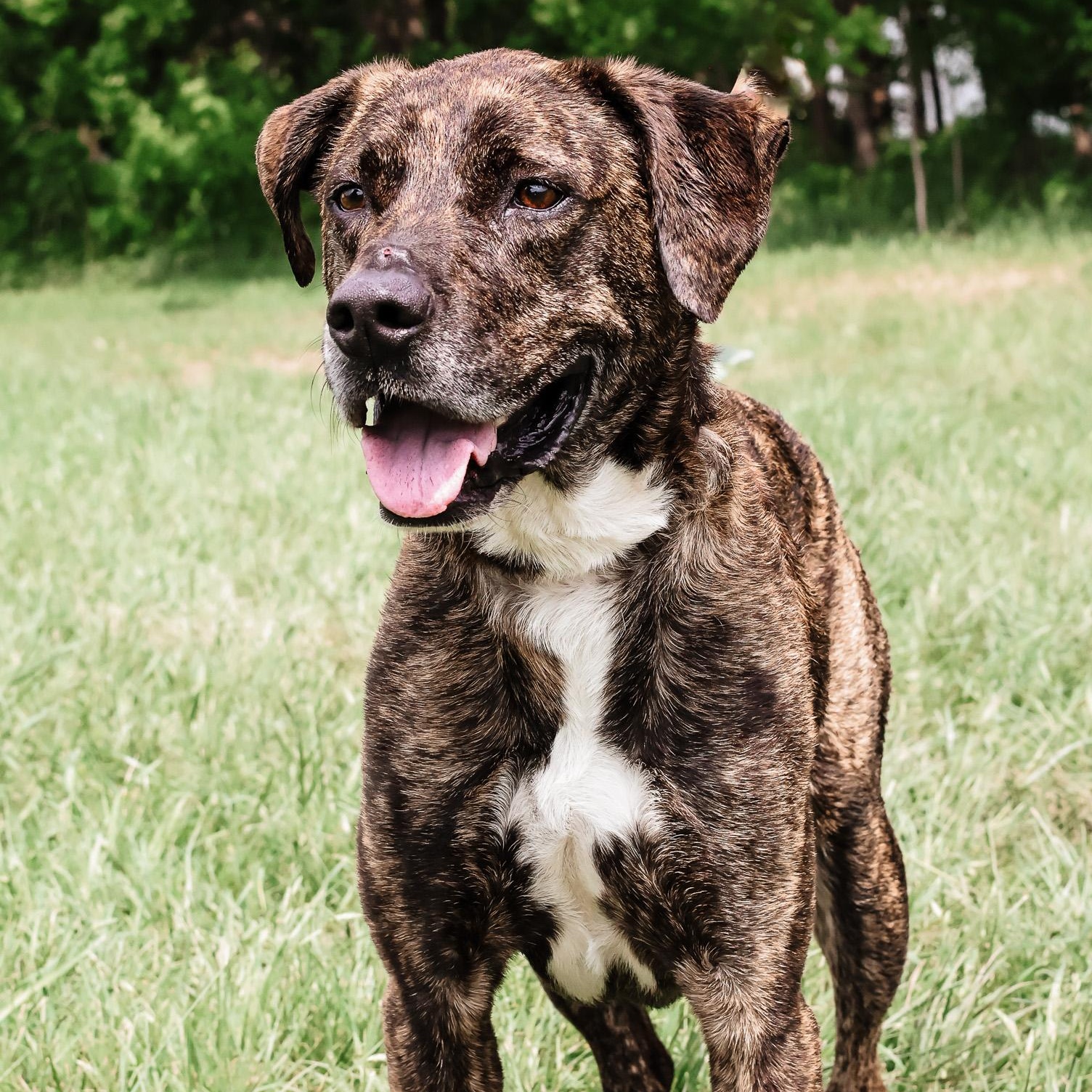 *Morty, Adult Male Plott Hound