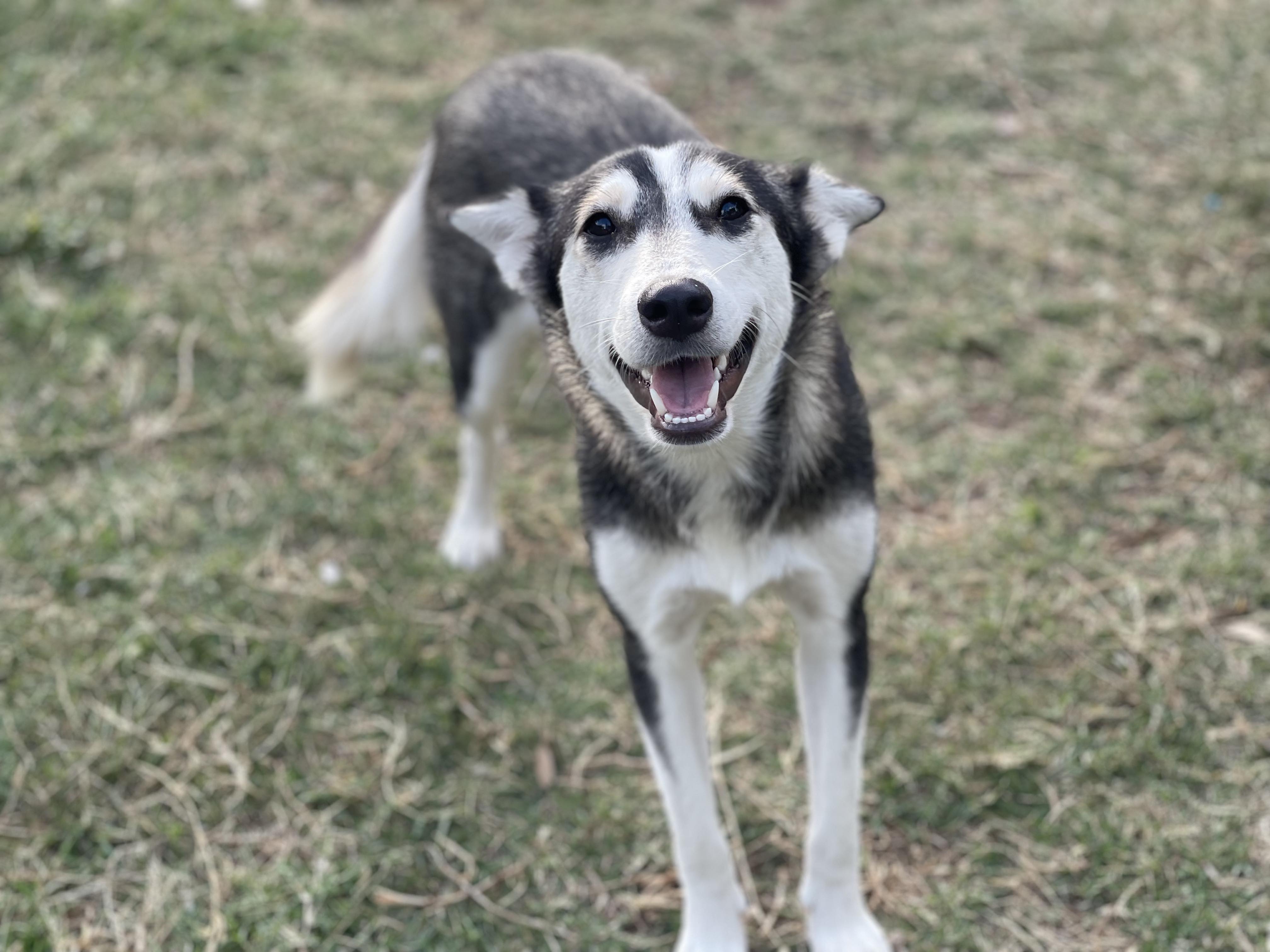 Our Dogs A Second Chance for Ziva