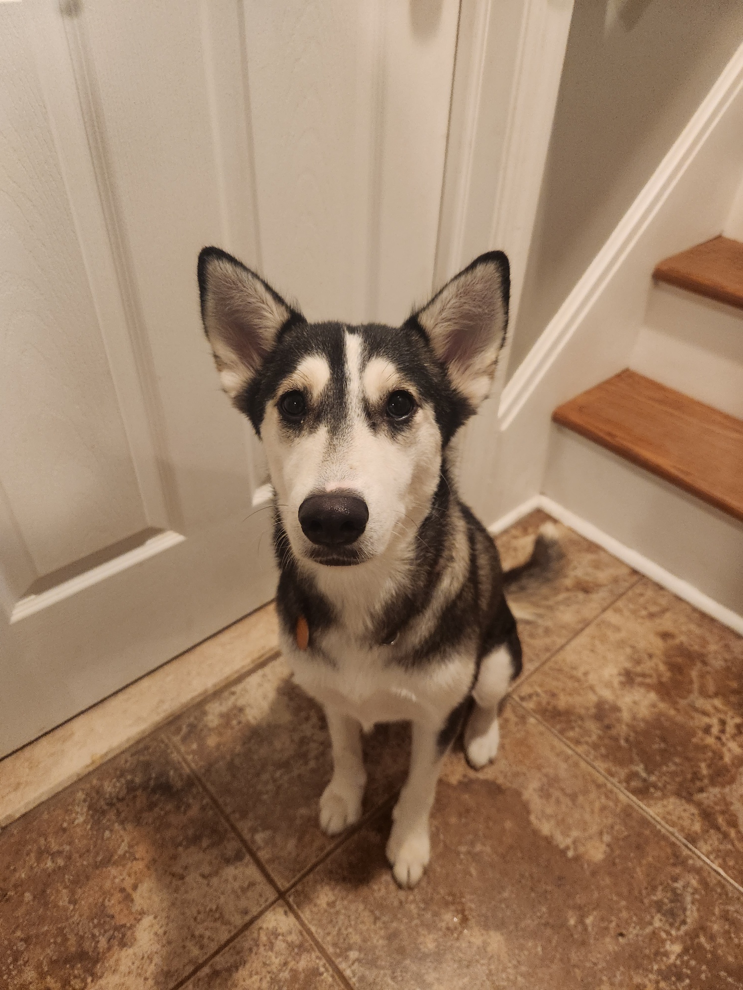 Our Dogs A Second Chance for Ziva