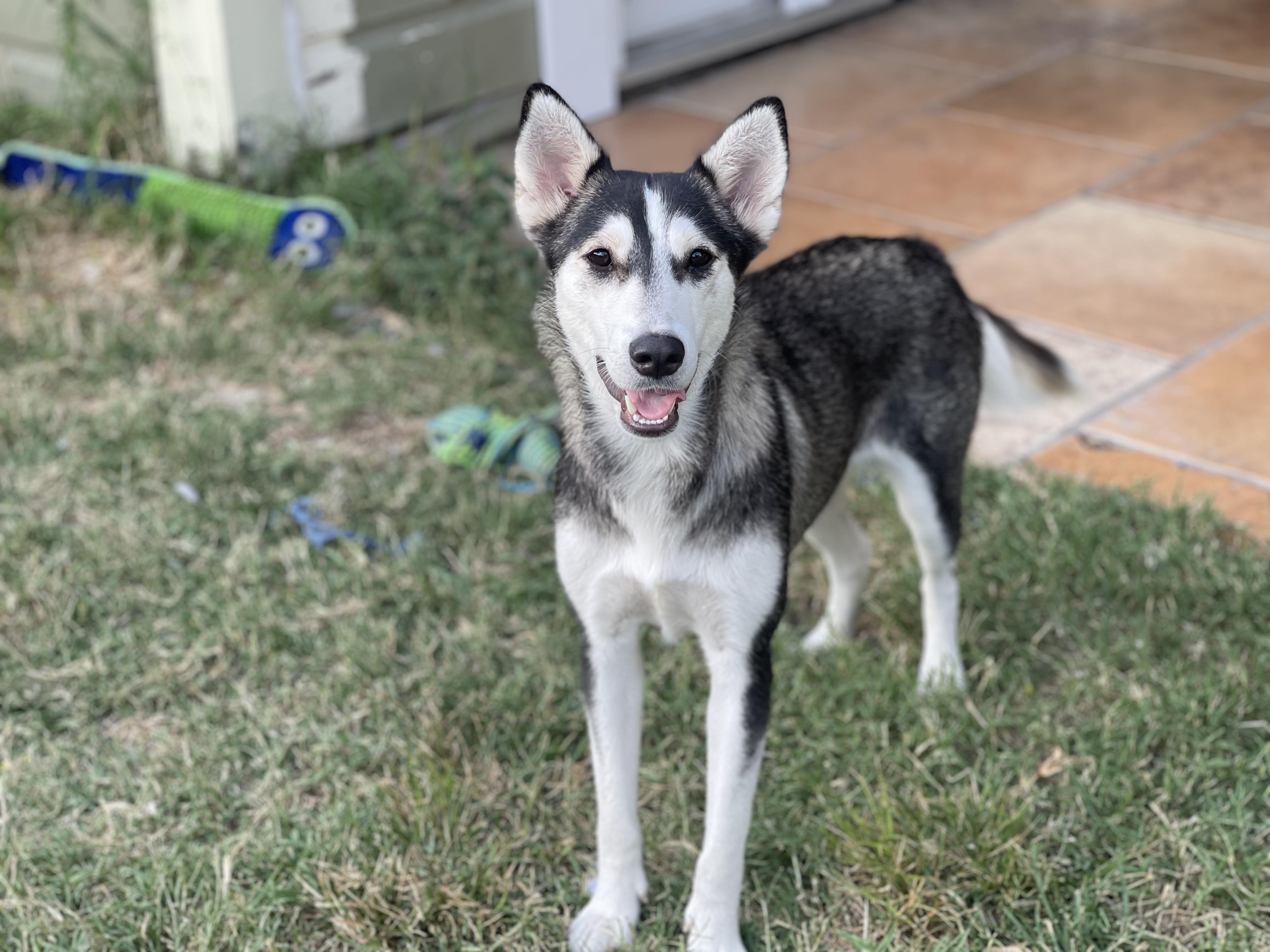 Our Dogs A Second Chance for Ziva