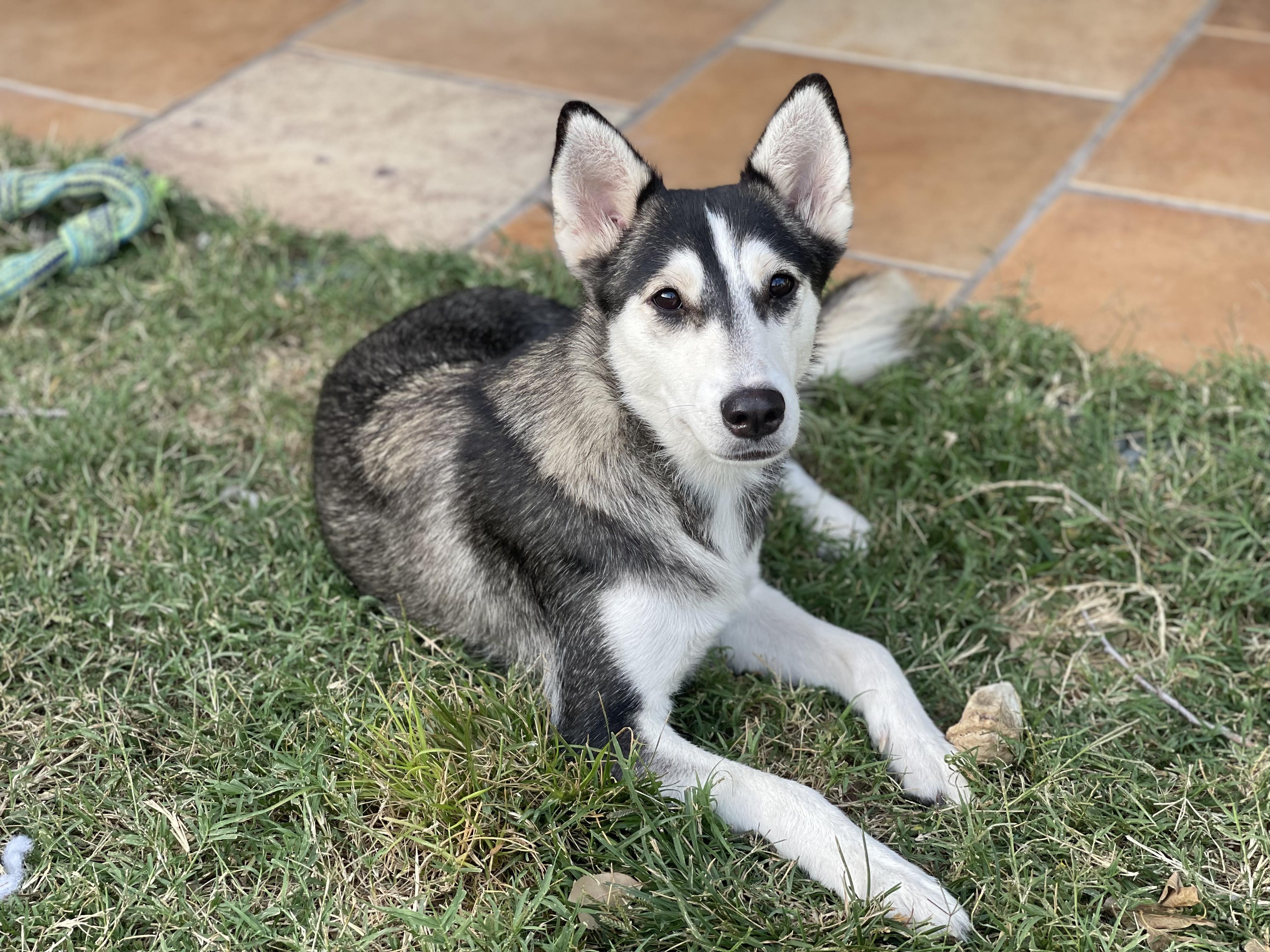 Our Dogs A Second Chance for Ziva