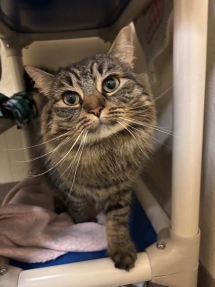 Madden, Adoptable, Adult Female Domestic Long Hair & Domestic Short Hair.