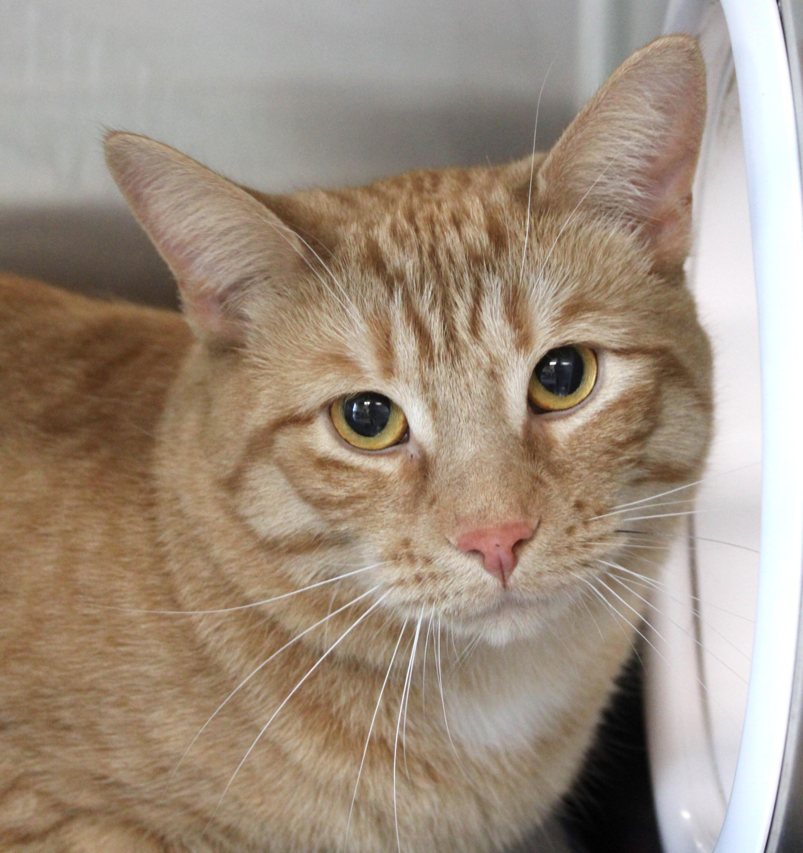 Enlarge Marshall, an adopted Domestic Short Hair in Mississauga, ON image 2/2