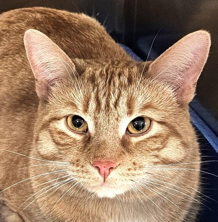 Enlarge Marshall, an adopted Domestic Short Hair in Mississauga, ON image 1/2