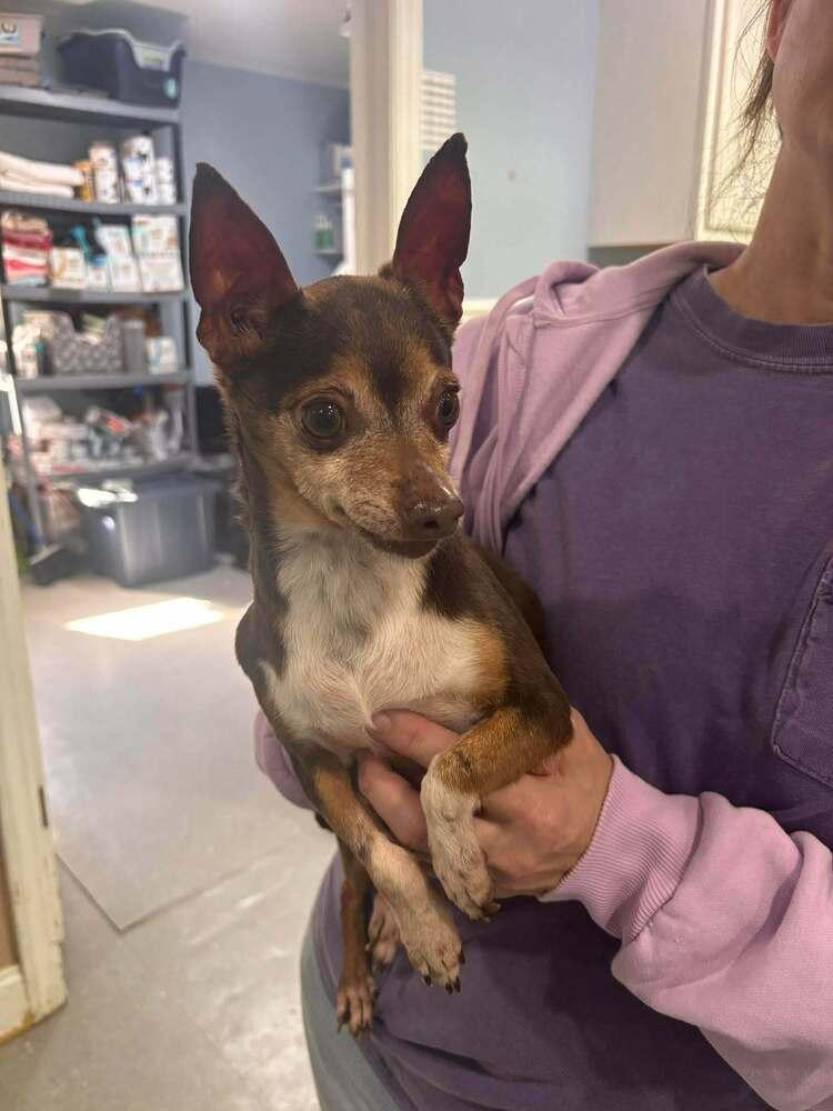 Bootsie, Adoptable, Senior Female Chihuahua.