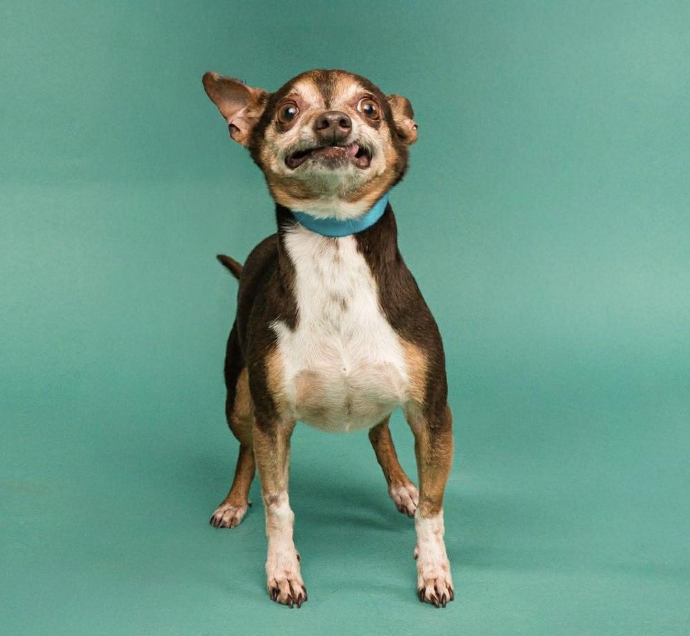 Enlarge Bootsie, a Adoptable mixed breed in Statesboro, GA image 2/4