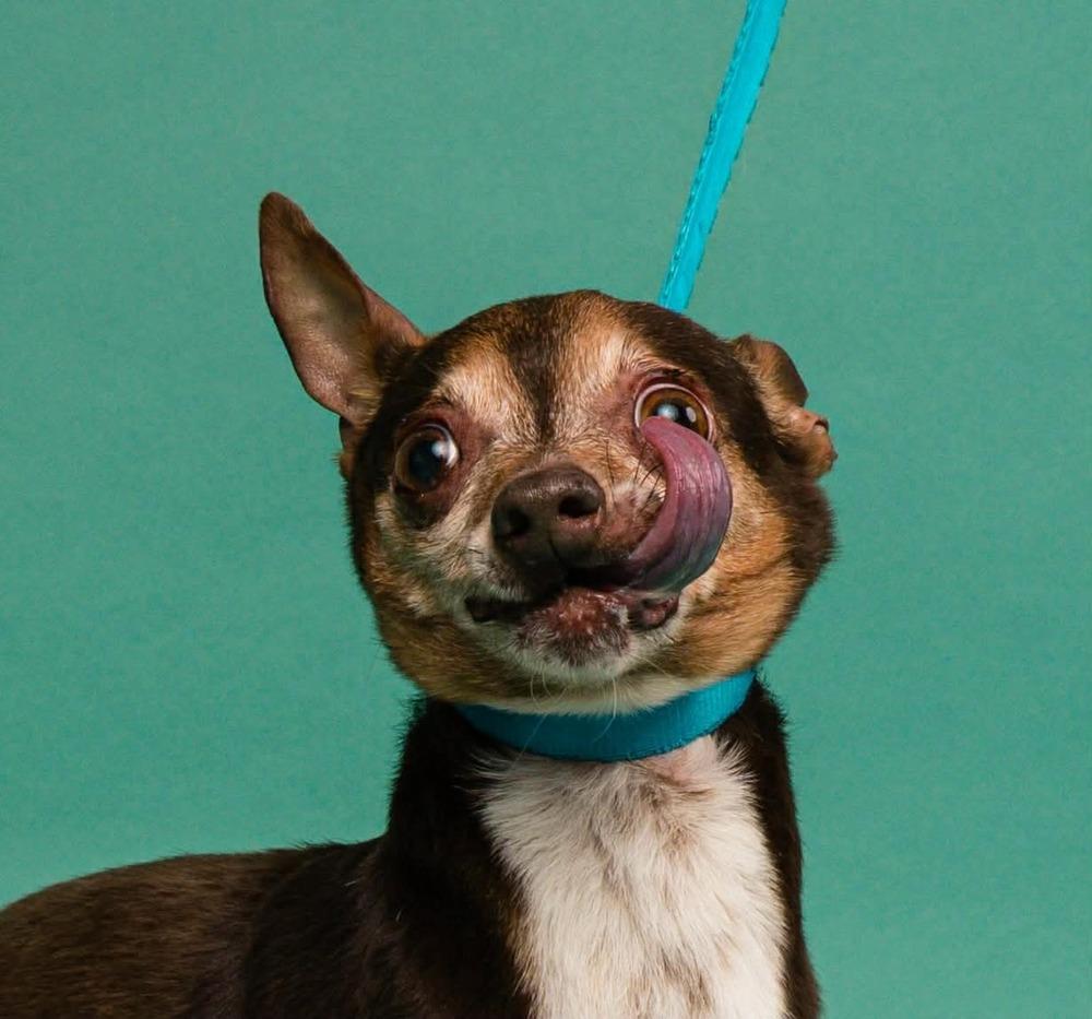 Enlarge Bootsie, a Adoptable mixed breed in Statesboro, GA image 3/4