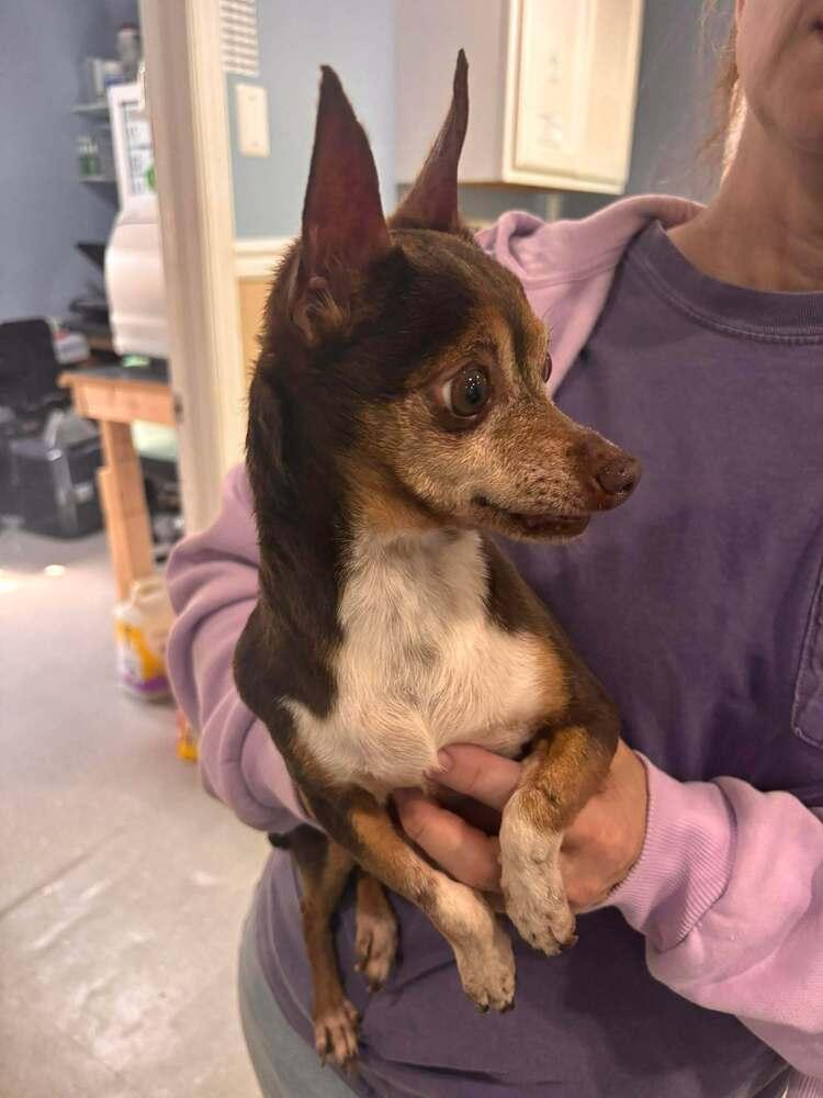 Bootsie, a Adoptable mixed breed in Statesboro, GA image 2/2