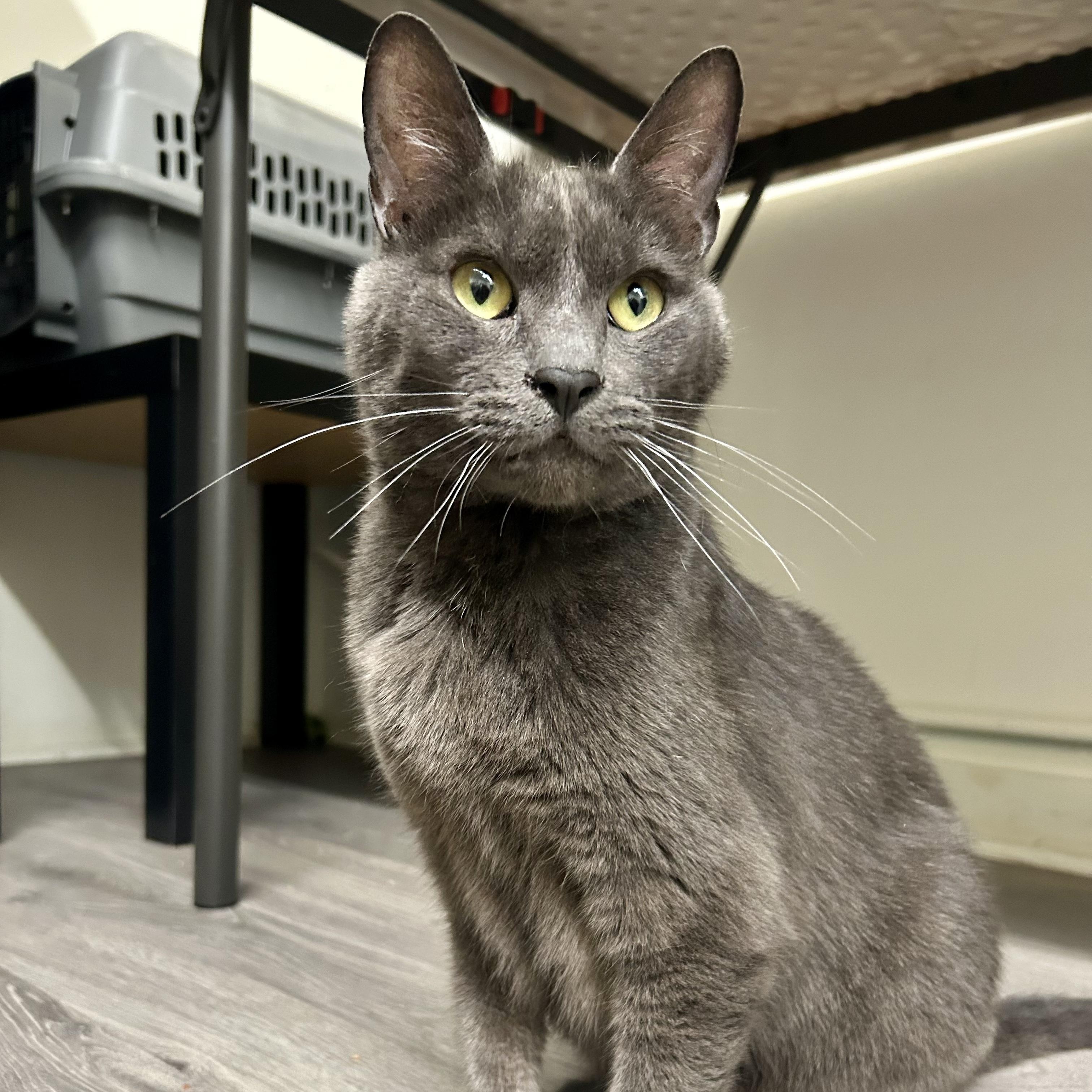 Jack, ADOPTABLE, Adult Male Domestic Short Hair.