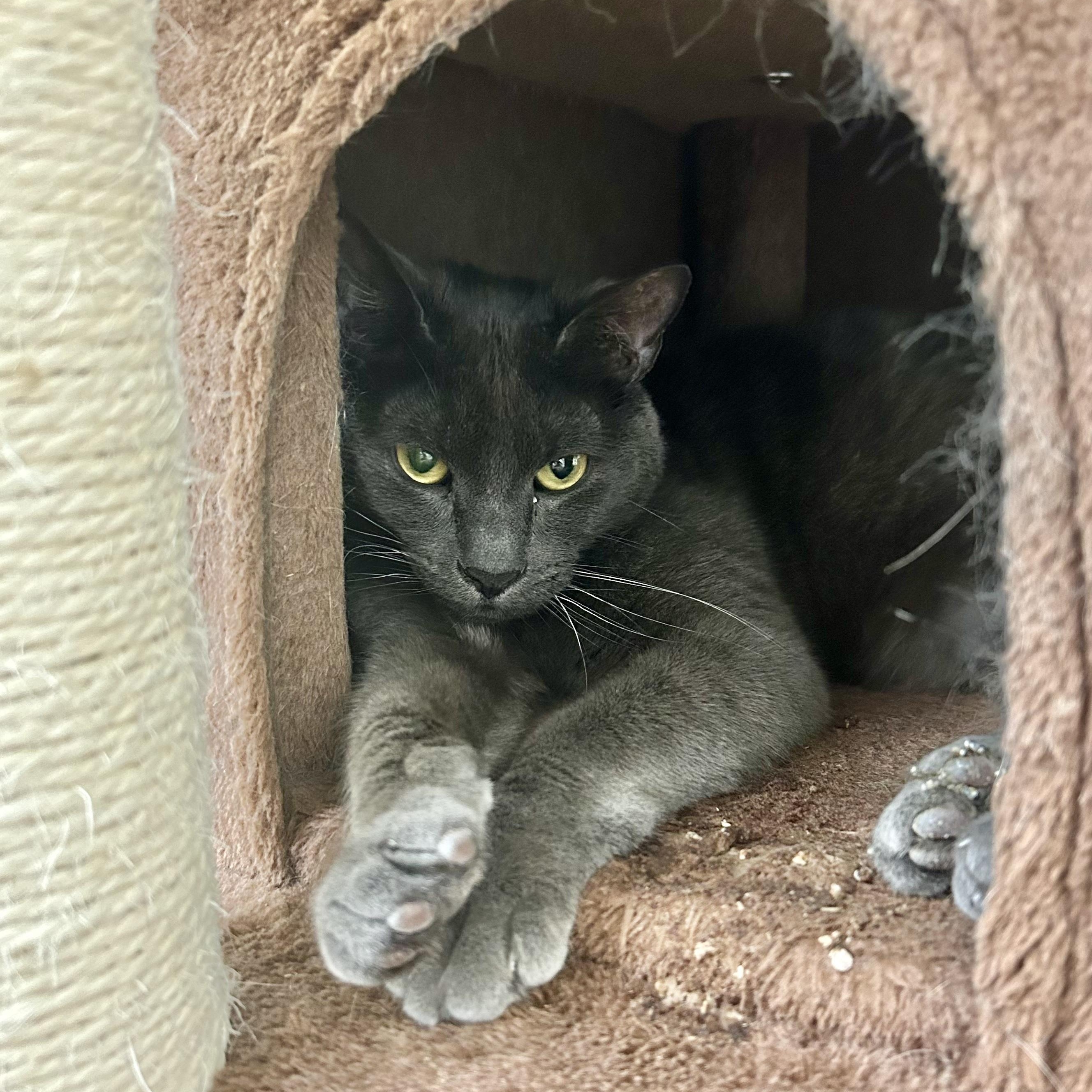 Jack, a ADOPTABLE Domestic Short Hair in Santa Monica, CA image 2/3