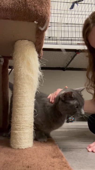 Enlarge Jack, a ADOPTABLE Domestic Short Hair in Santa Monica, CA video 3/3