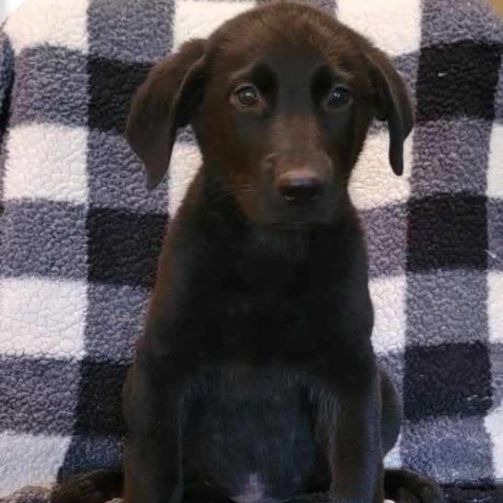Enlarge Wasabi, a Adopted mixed breed in Jacksonville, NC image 1/3