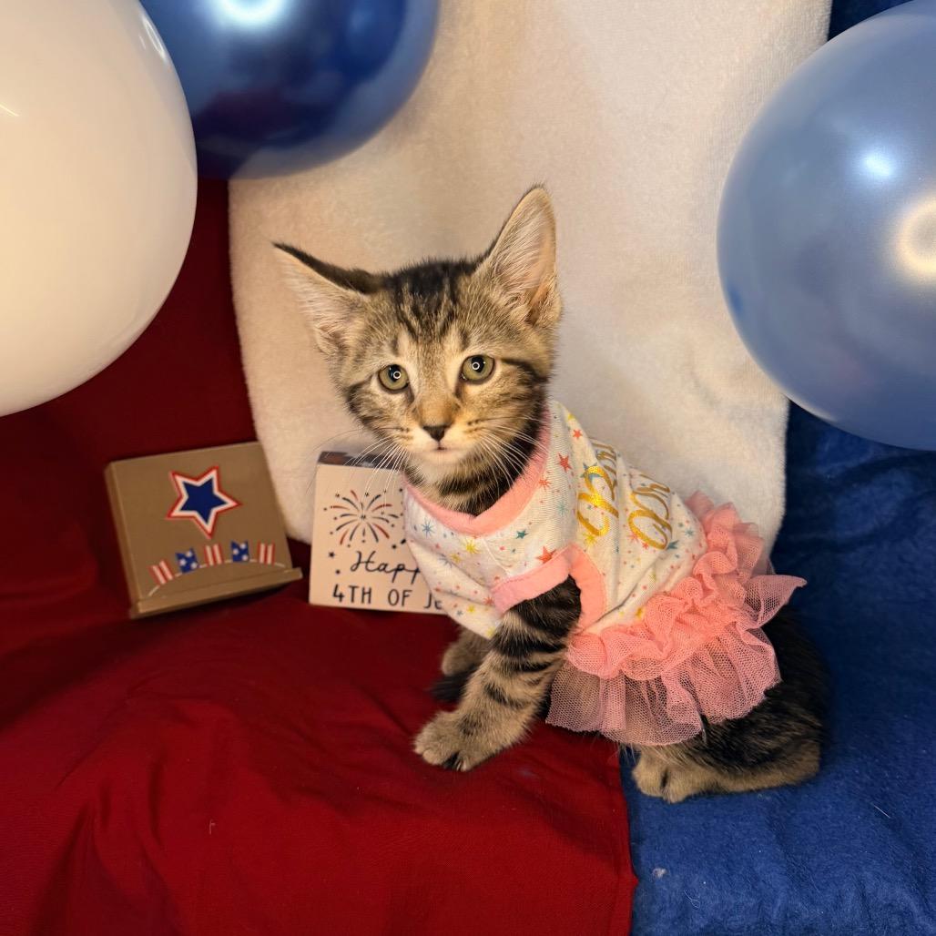 Rhonda, a Adoptable Domestic Short Hair in Mount Vernon, IL image 1/6