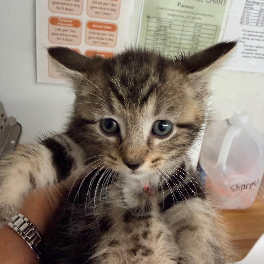 Rhonda, a Adoptable Domestic Short Hair in Mount Vernon, IL image 2/6