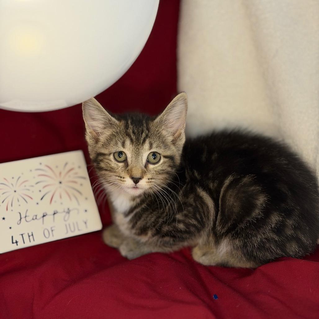 Rhonda, a Adoptable Domestic Short Hair in Mount Vernon, IL image 3/6