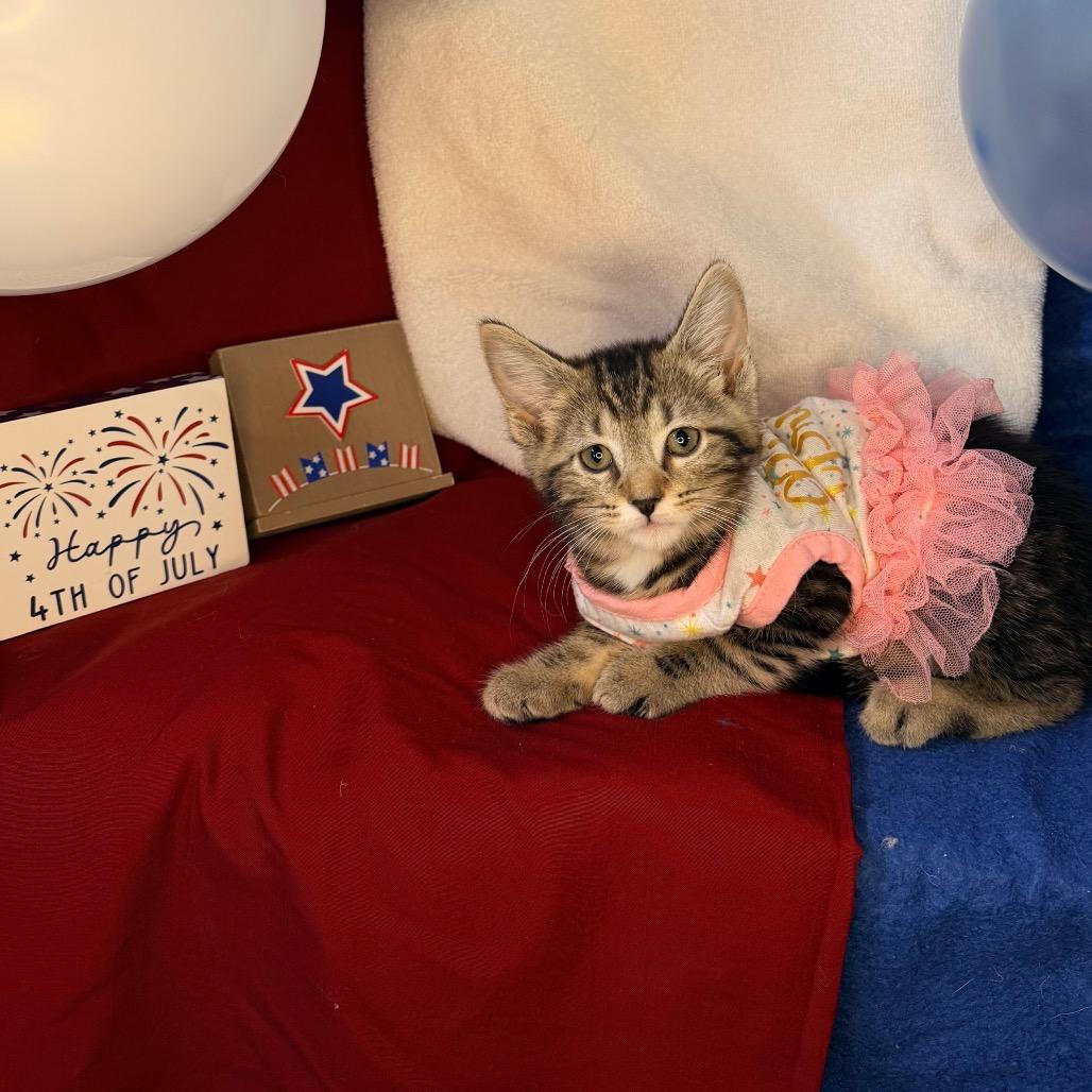 Rhonda, a Adoptable Domestic Short Hair in Mount Vernon, IL image 4/6