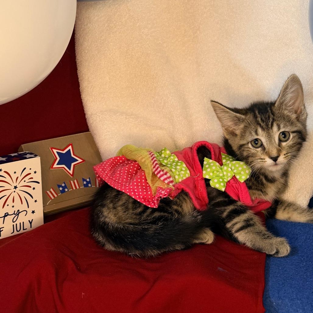 Rhonda, a Adoptable Domestic Short Hair in Mount Vernon, IL image 5/6