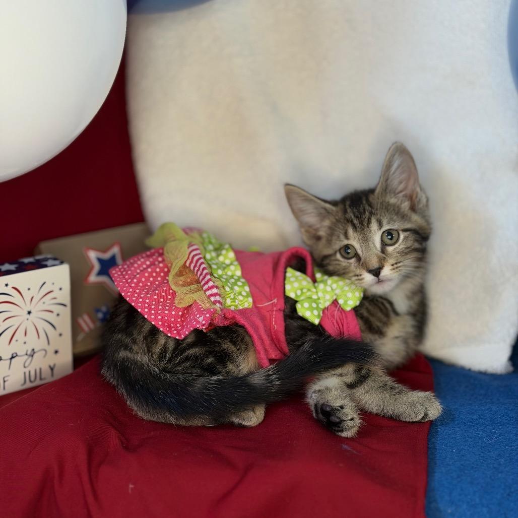 Rhonda, a Adoptable Domestic Short Hair in Mount Vernon, IL image 6/6