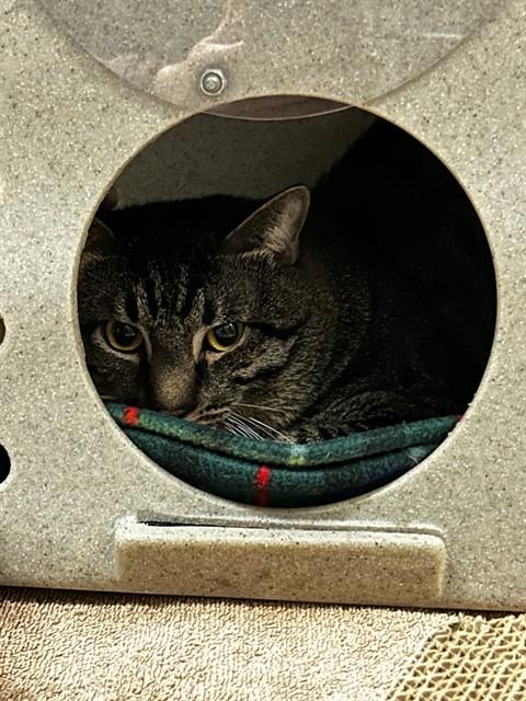 Enlarge RUE, a Adoptable Domestic Short Hair in Alameda, CA image 1/1