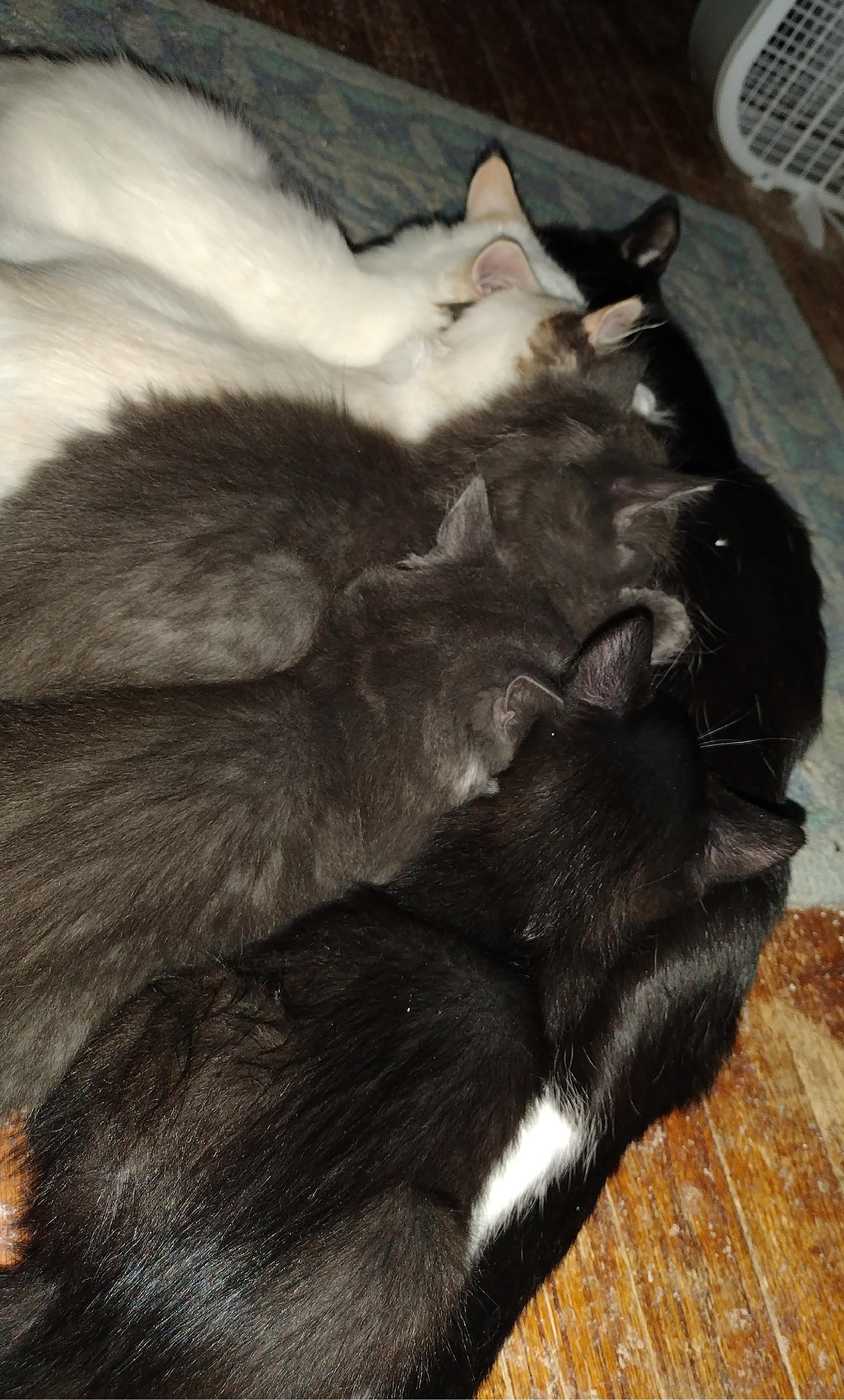 Enlarge Maria, an adoptable Domestic Short Hair in Syracuse, NY image 3/6