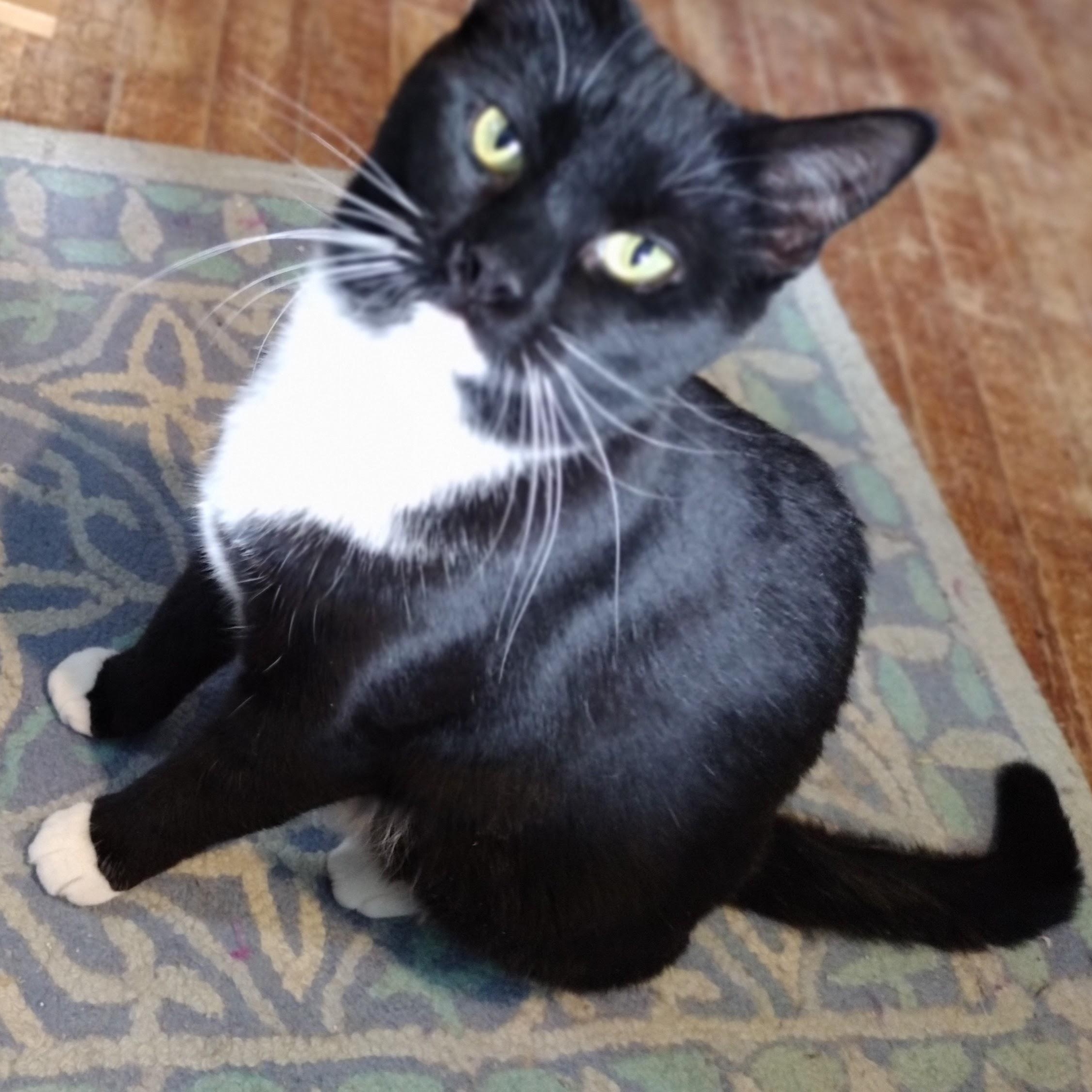 Maria, adoptable, Young Female Domestic Short Hair.