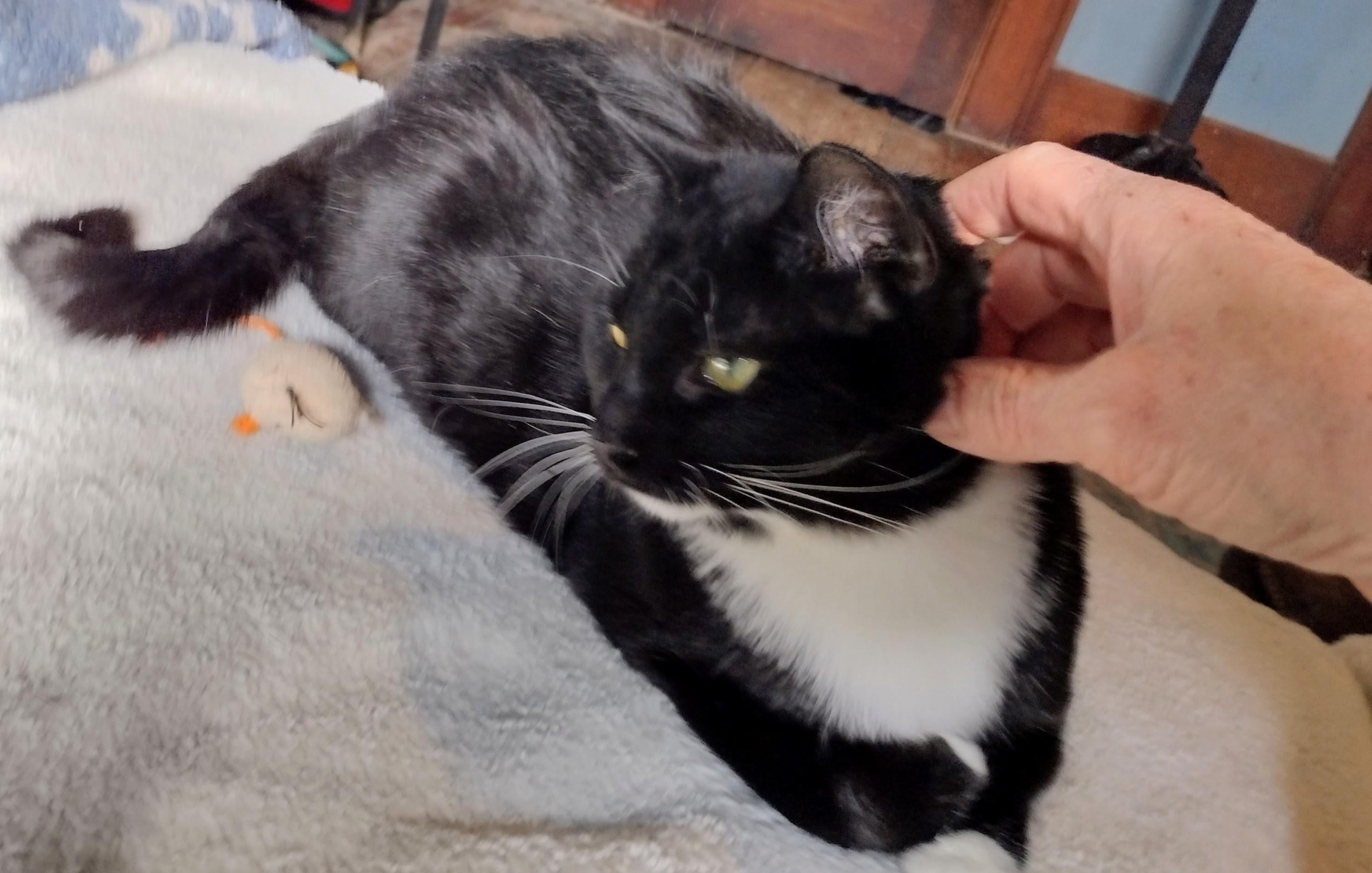 Enlarge Maria, an adoptable Domestic Short Hair in Syracuse, NY image 4/6