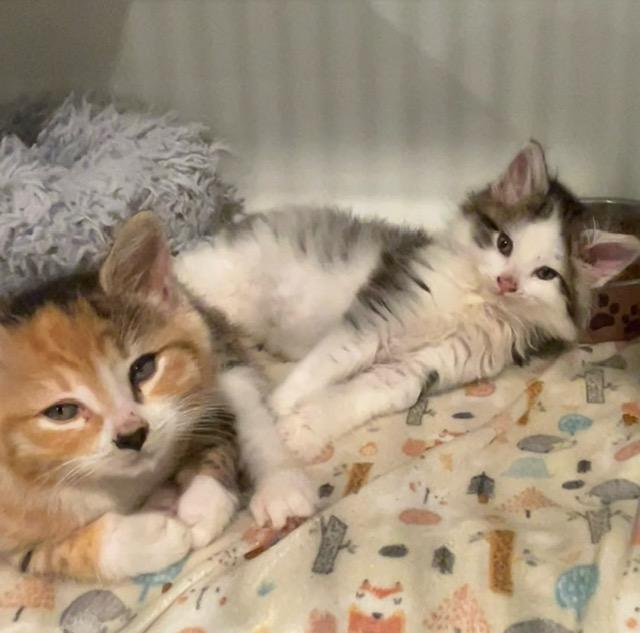 Enlarge Maggie, an adopted Domestic Medium Hair in Lodi, CA image 5/5