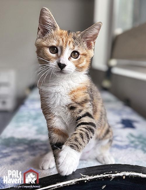 Enlarge Maggie, an adopted Domestic Medium Hair in Lodi, CA image 1/5