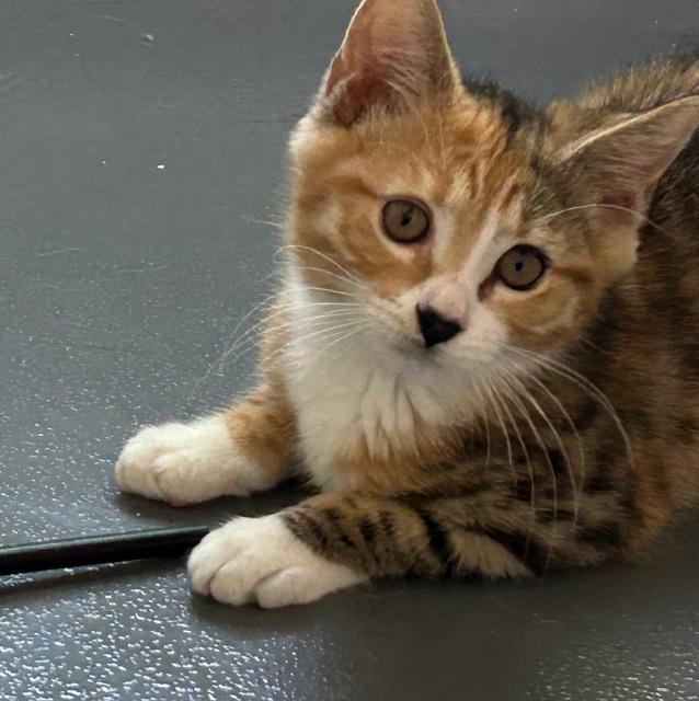 Enlarge Maggie, an adopted Domestic Medium Hair in Lodi, CA image 2/5