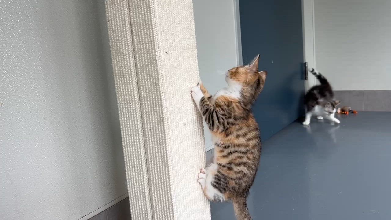 Enlarge Maggie, an adopted Domestic Medium Hair in Lodi, CA video 3/5