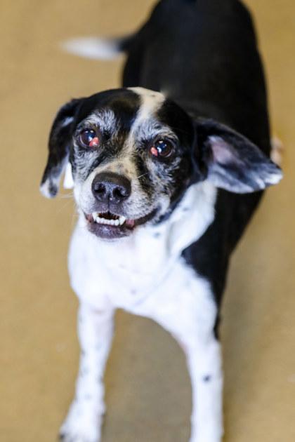 Kali, Adoptable, Adult Female Mixed Breed & Mixed Breed.
