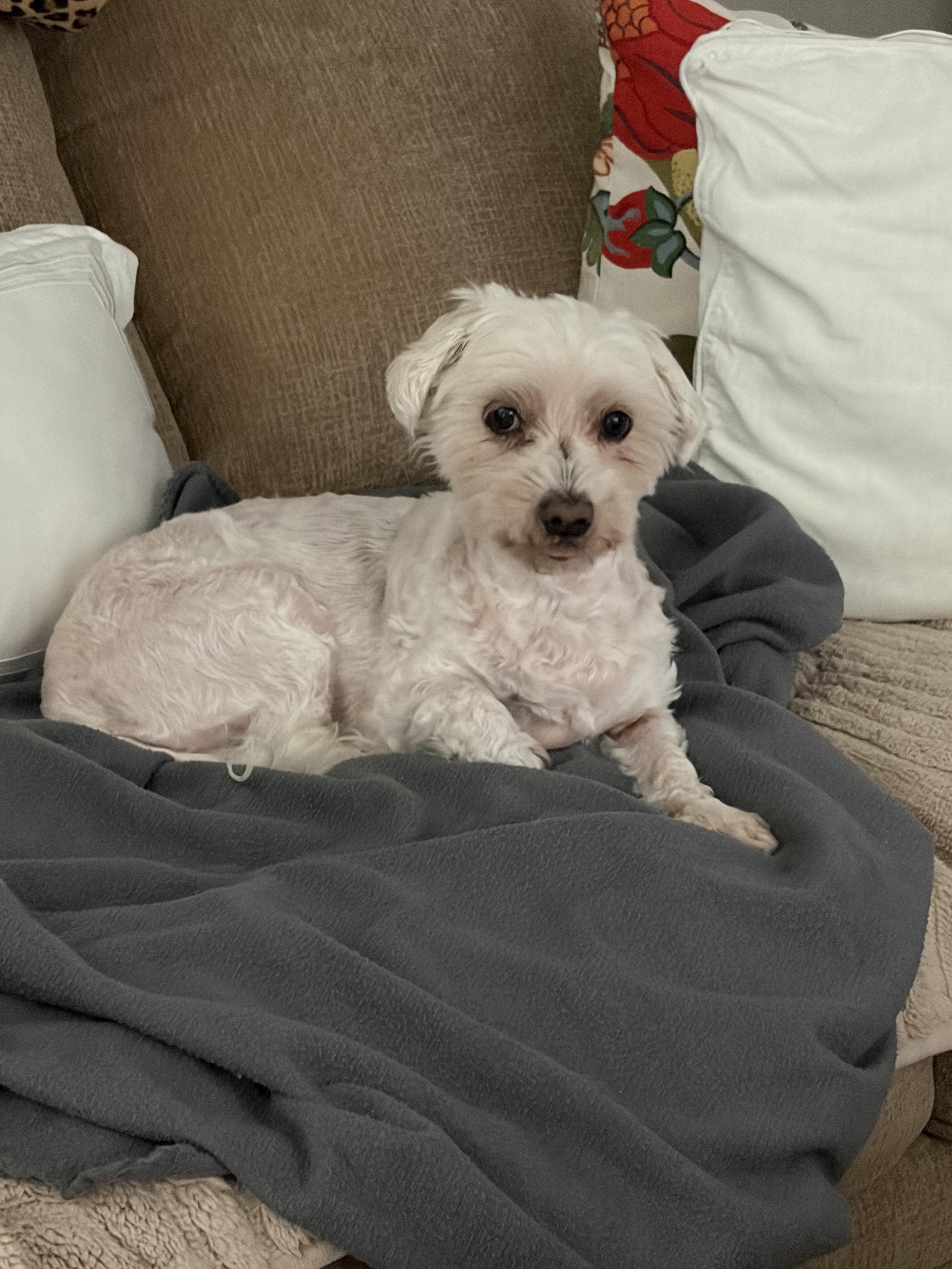 Elsa, ADOPTABLE, Senior Female Maltipoo.