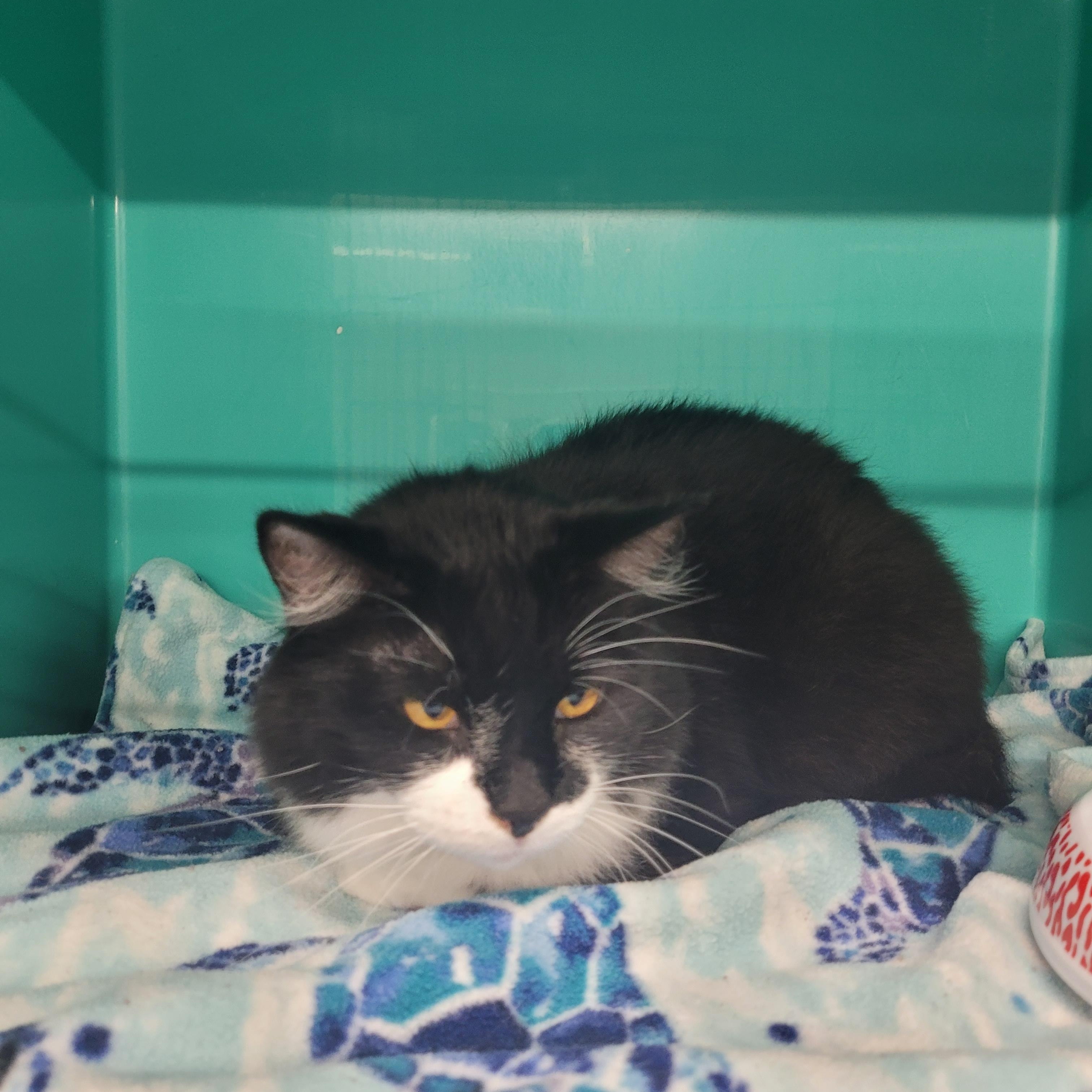 Oscar, a Adoptable Domestic Short Hair in Morris, MN image 1/2