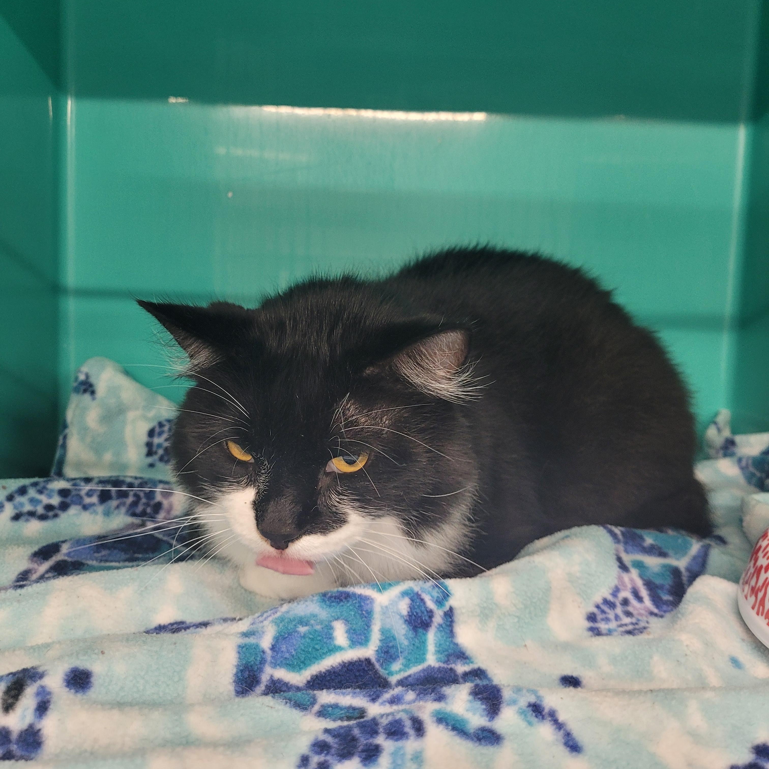 Oscar, a Adoptable Domestic Short Hair in Morris, MN image 2/2