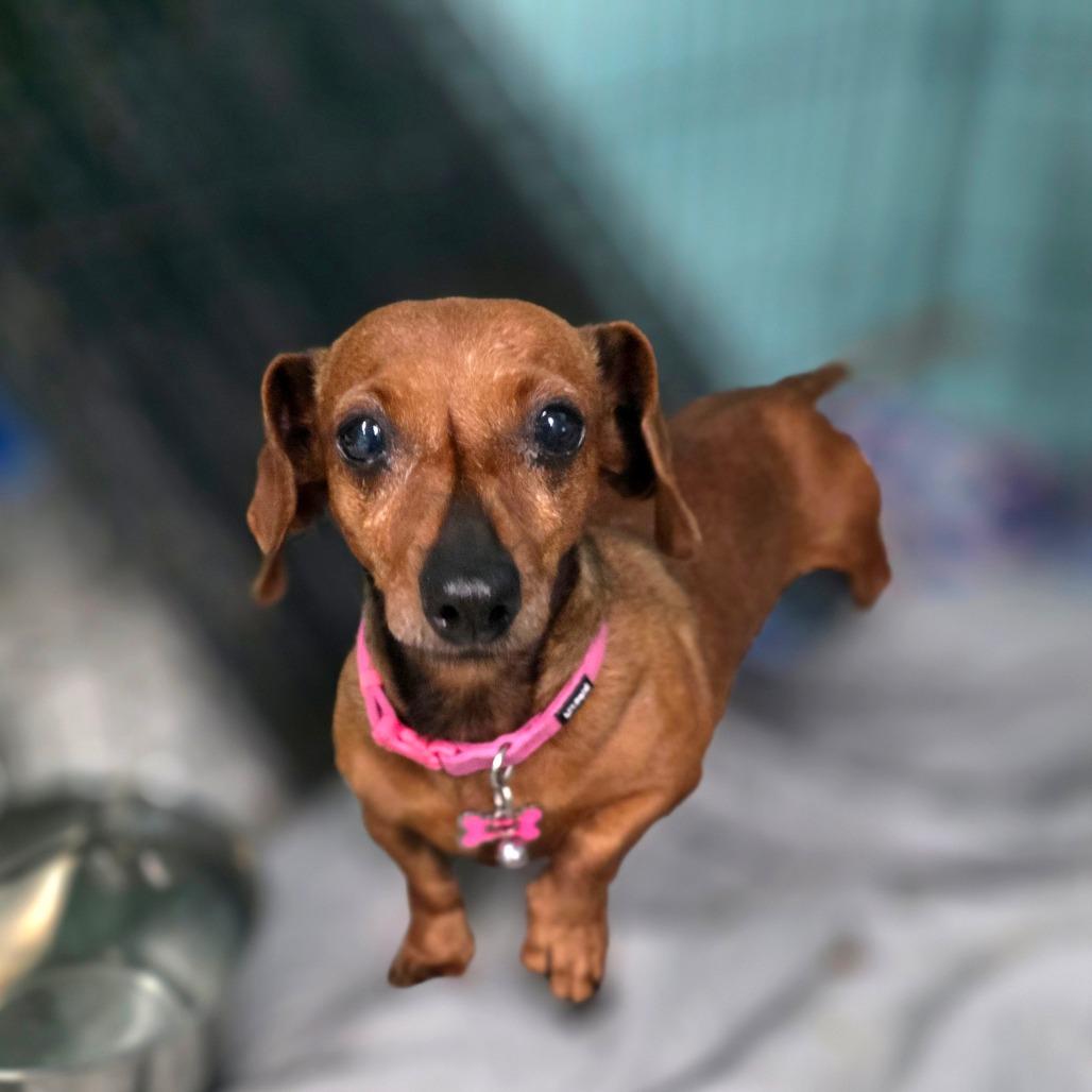 Kielbasa, Adoptable, Senior Female Dachshund.