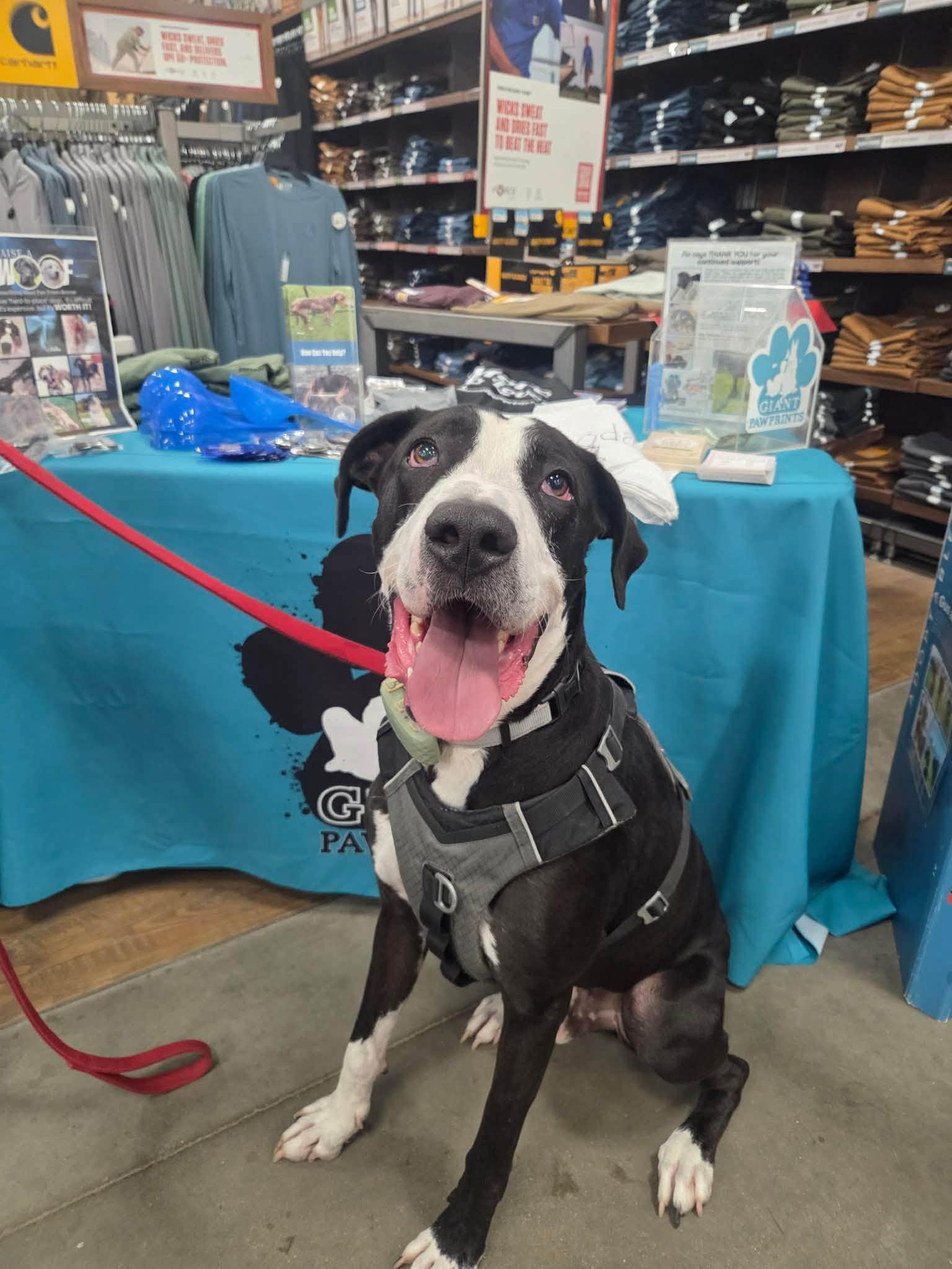 Dunder, ADOPTABLE, Adult Male Great Dane.
