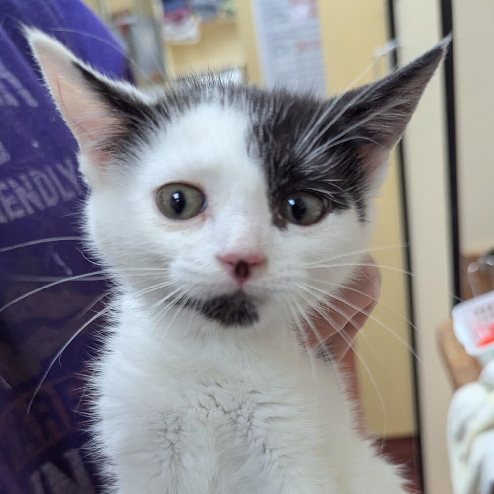 Cotton Candy, Adoptable, Kitten Female Domestic Short Hair.