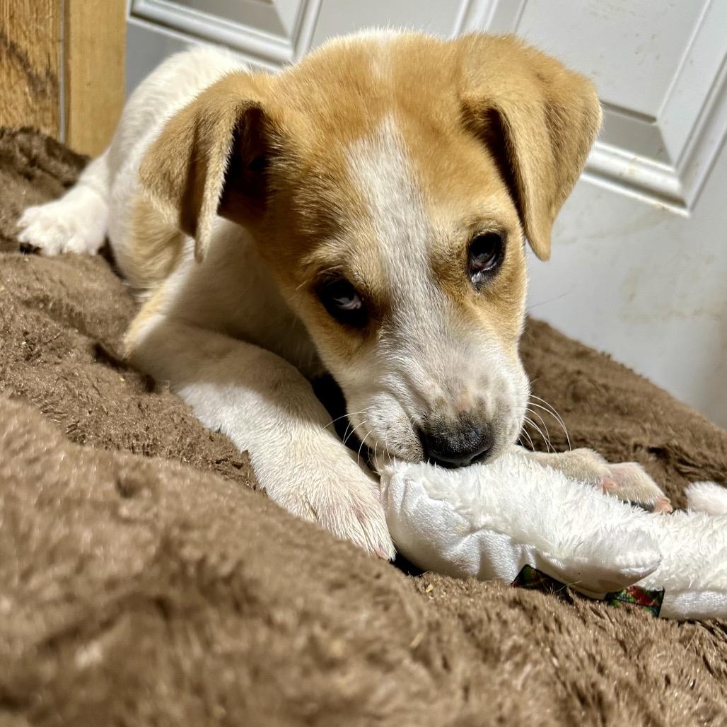 Enlarge Baylor, a Adoptable mixed breed in Dallas, TX image 1/3