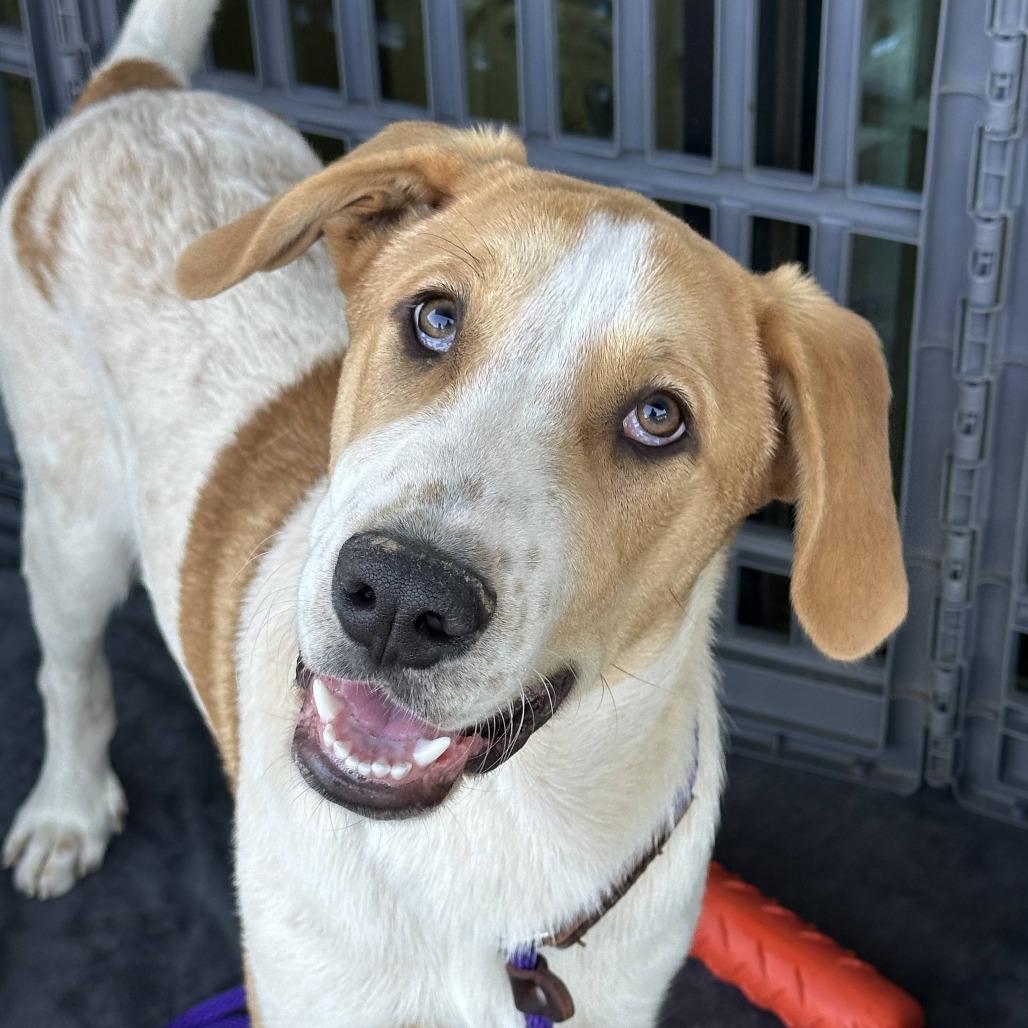 Enlarge Baylor, a Adoptable mixed breed in Dallas, TX image 2/3
