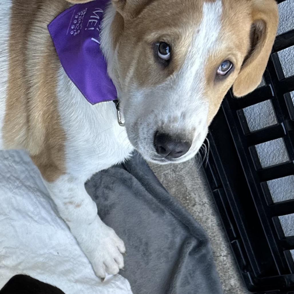 Enlarge Baylor, a Adoptable mixed breed in Dallas, TX image 3/3