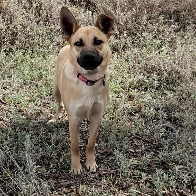 Karla , ADOPTABLE, Young Female Shepherd & Mixed Breed.