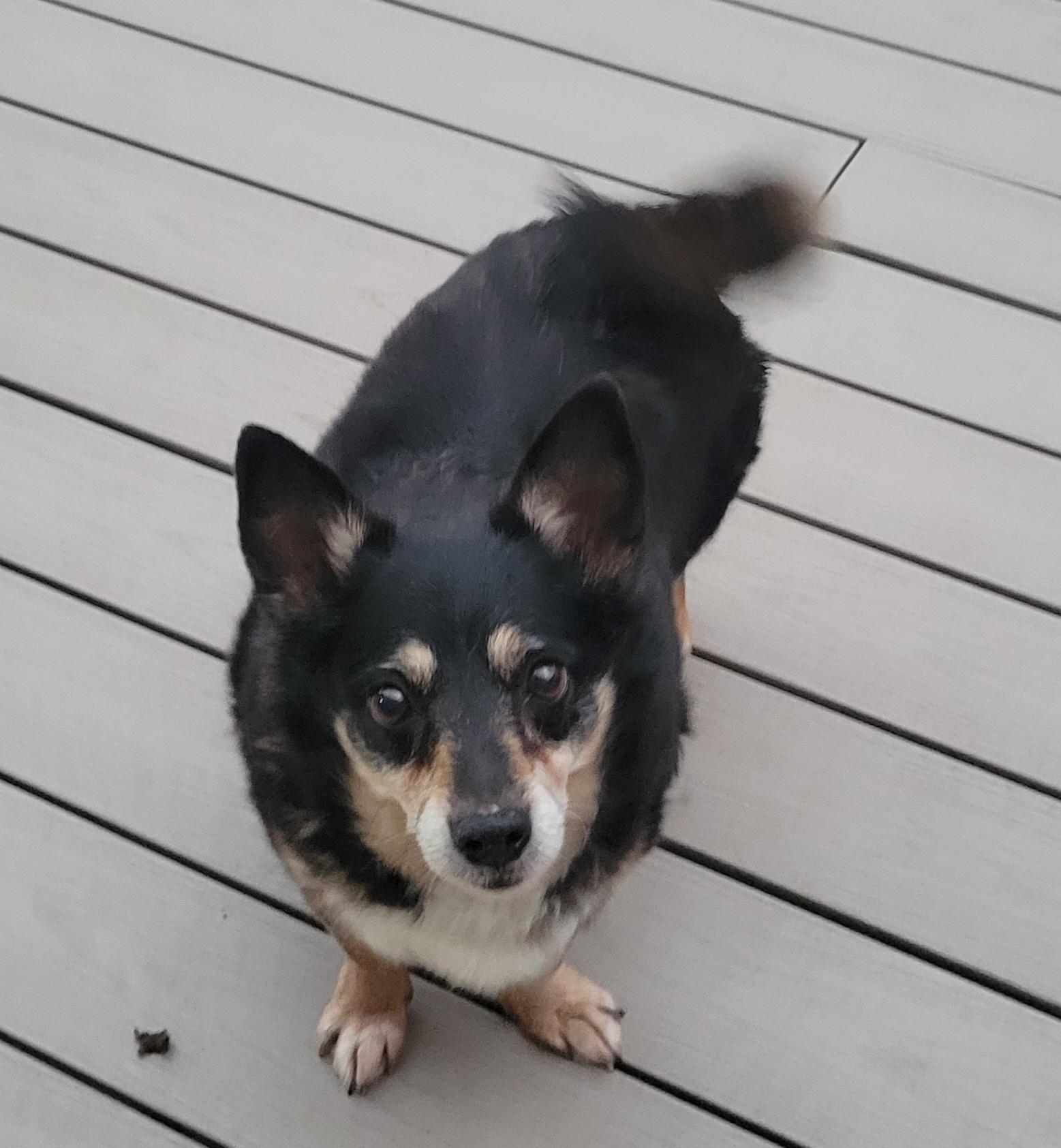 Pudge, Adoptable, Adult Male Cardigan Welsh Corgi.