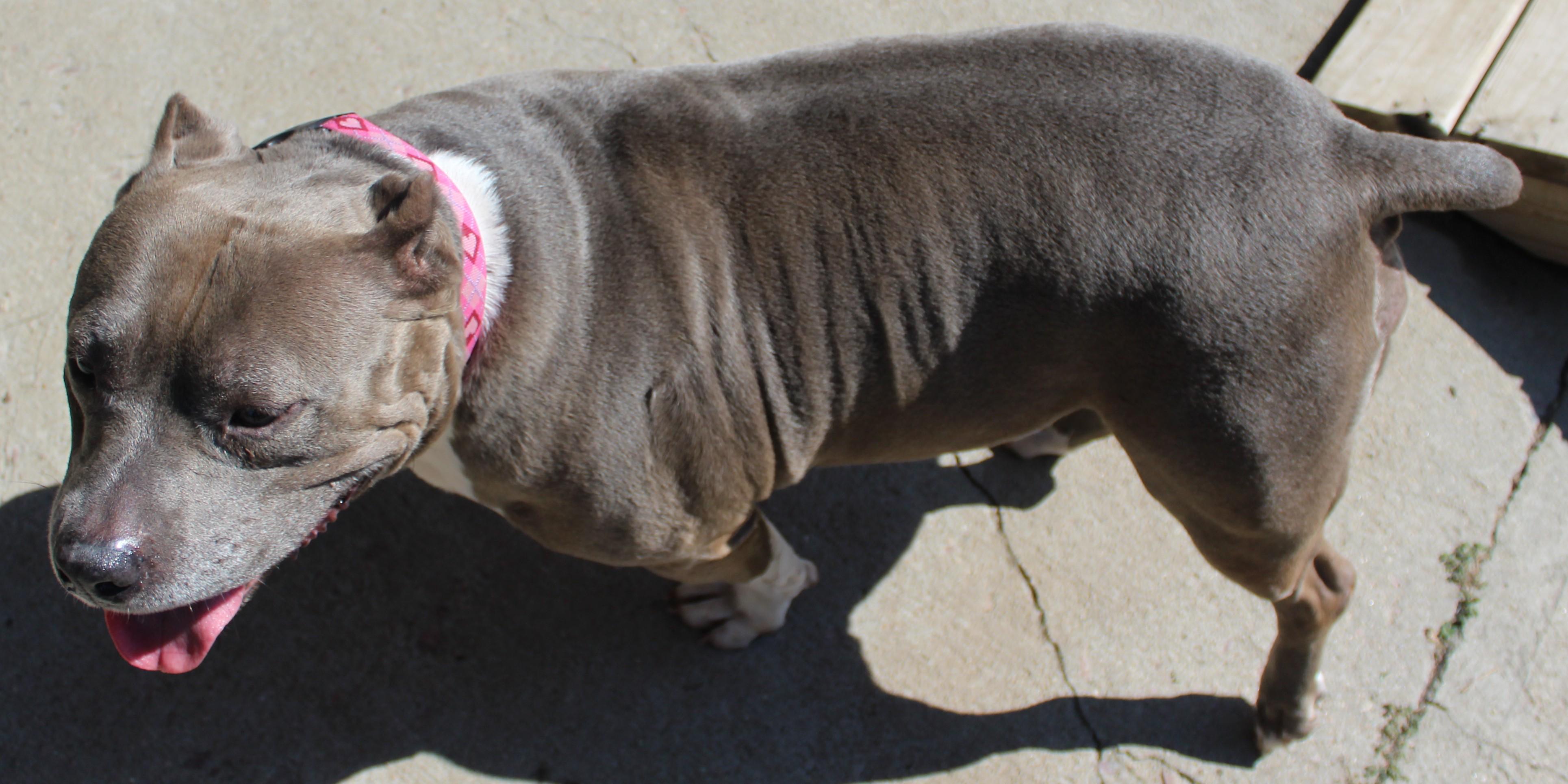 Mia, an adopted Pit Bull Terrier in Huron, SD image 4/4