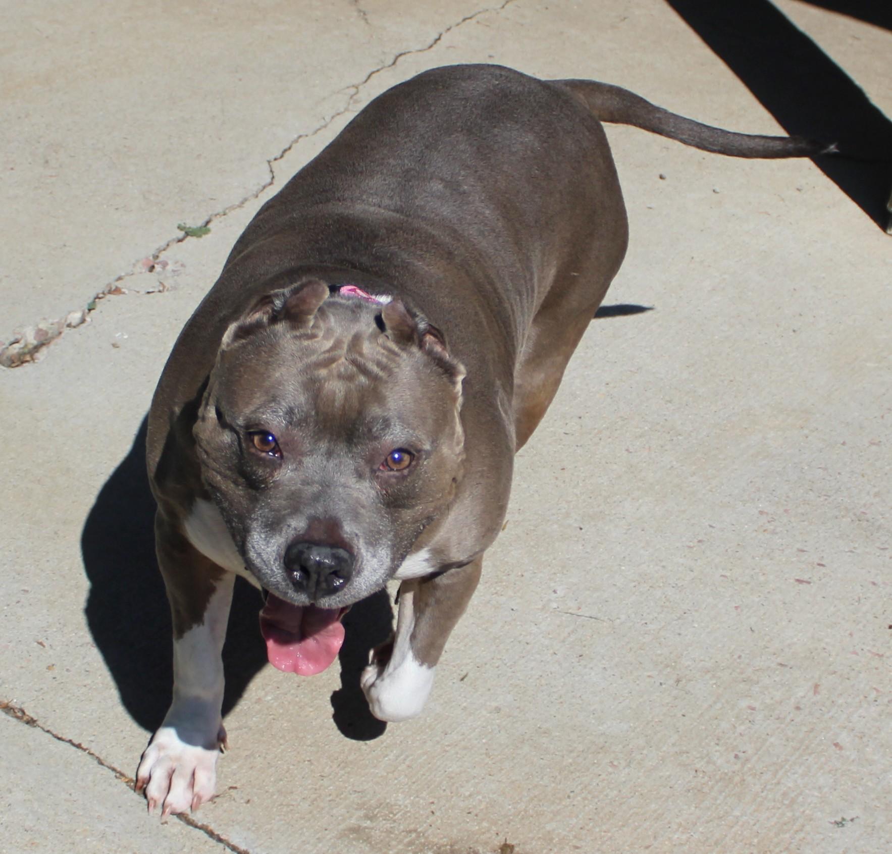 Mia, adopted, Adult Female Pit Bull Terrier.